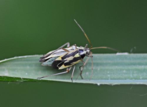 Stenotus binotatus